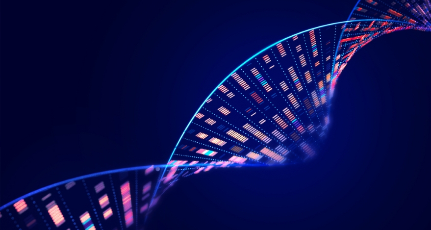 A DNA sequence